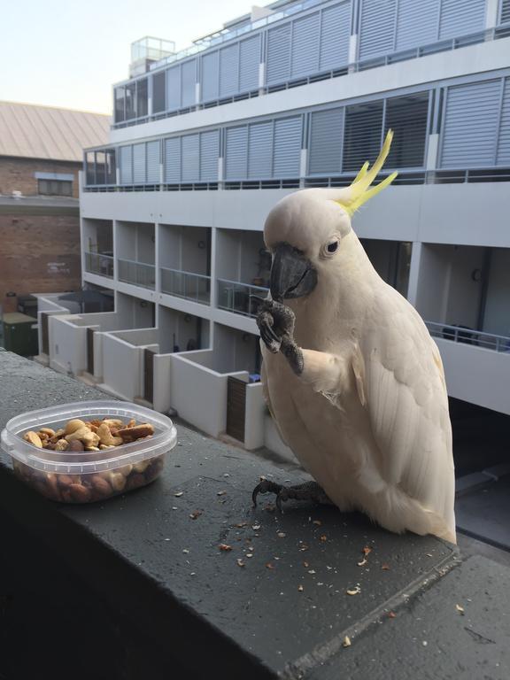 Top Mosman Location Sydney Zewnętrze zdjęcie